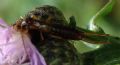 Apterygida albipennis